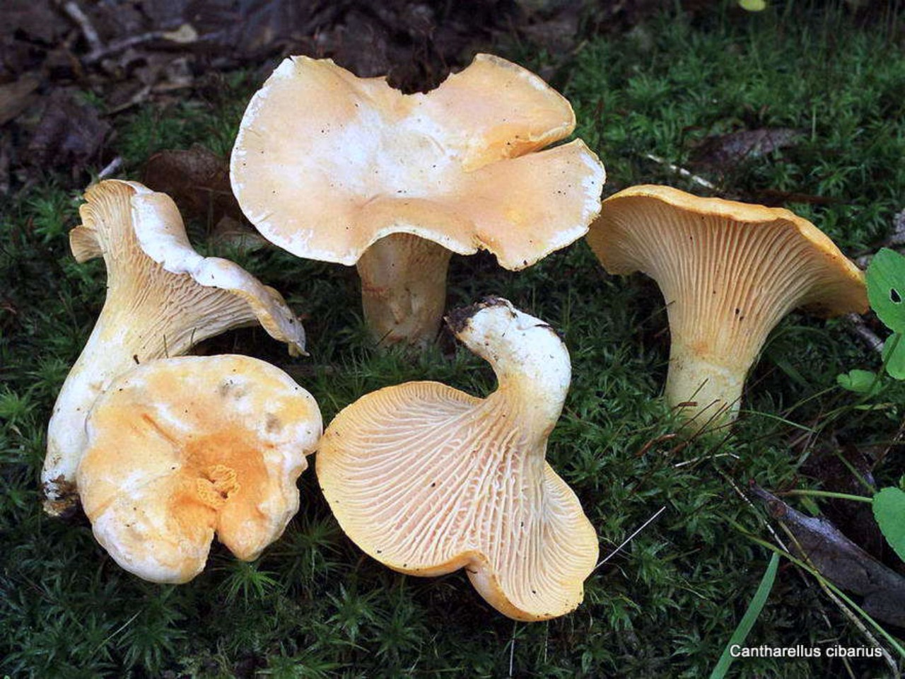 Mycologie Girolle